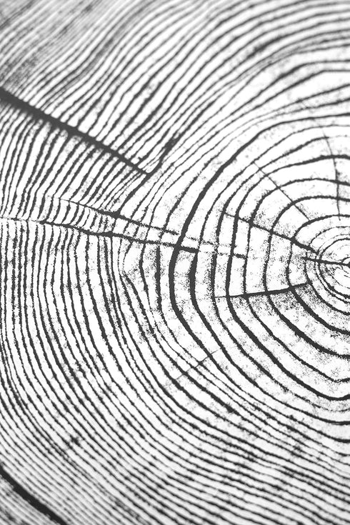 "Ash 81" Tree Print - Black Paper